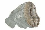Long Prone Flexicalymene Trilobite - Mt Orab, Ohio #201129-1